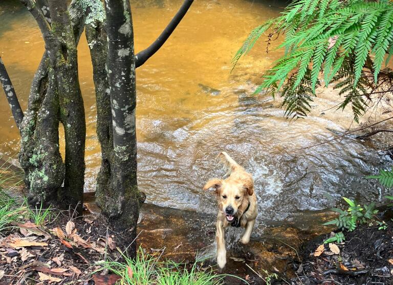 Pippa Falls