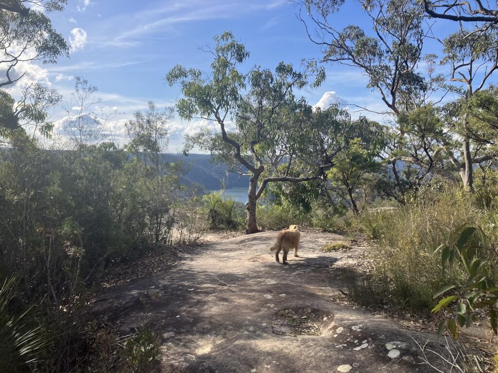 Berowra Waters Pippa