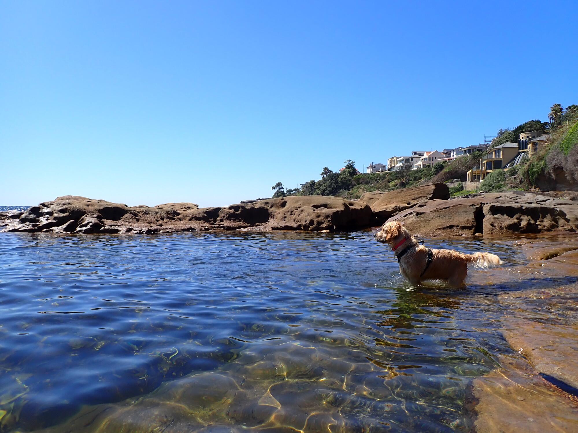 Pippa Swim